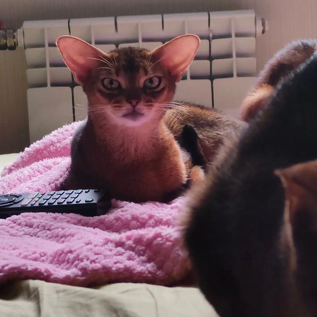 negaladydi в LOOKY. #абиссинскаякошка,#питомникабиссинскихкотят,#аабижизнь,#абиссинскиекотятамосква,#любимыеабиссинскиекотята,#суперабиссины,#дляценителейабиссинов,#москва#котятаизпитомника#abyssinianthebest,#жилибылиабиссинскиекотята,#abyssinian,#abykitten,#aby#абиссинскиймир,#тамгдеживутабиссинскиекотята. Нега#абиссинскаяжизн...