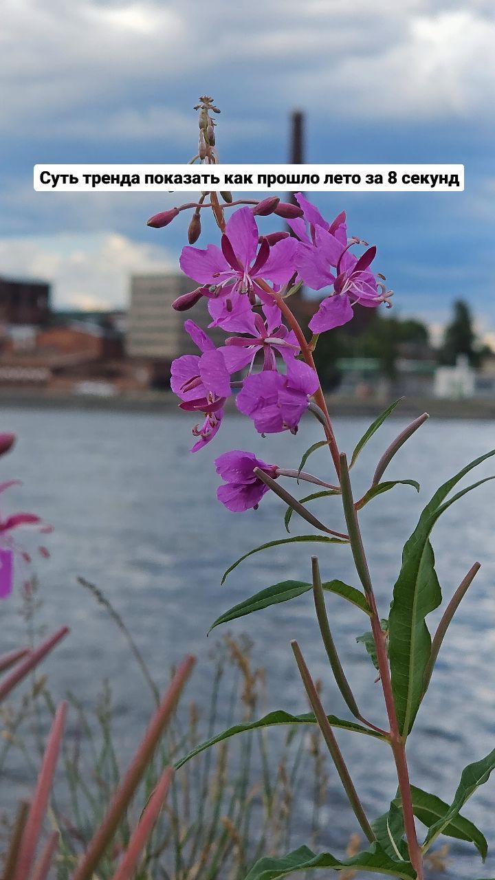 deus.nature в LOOKY. . Врываемся в тренды