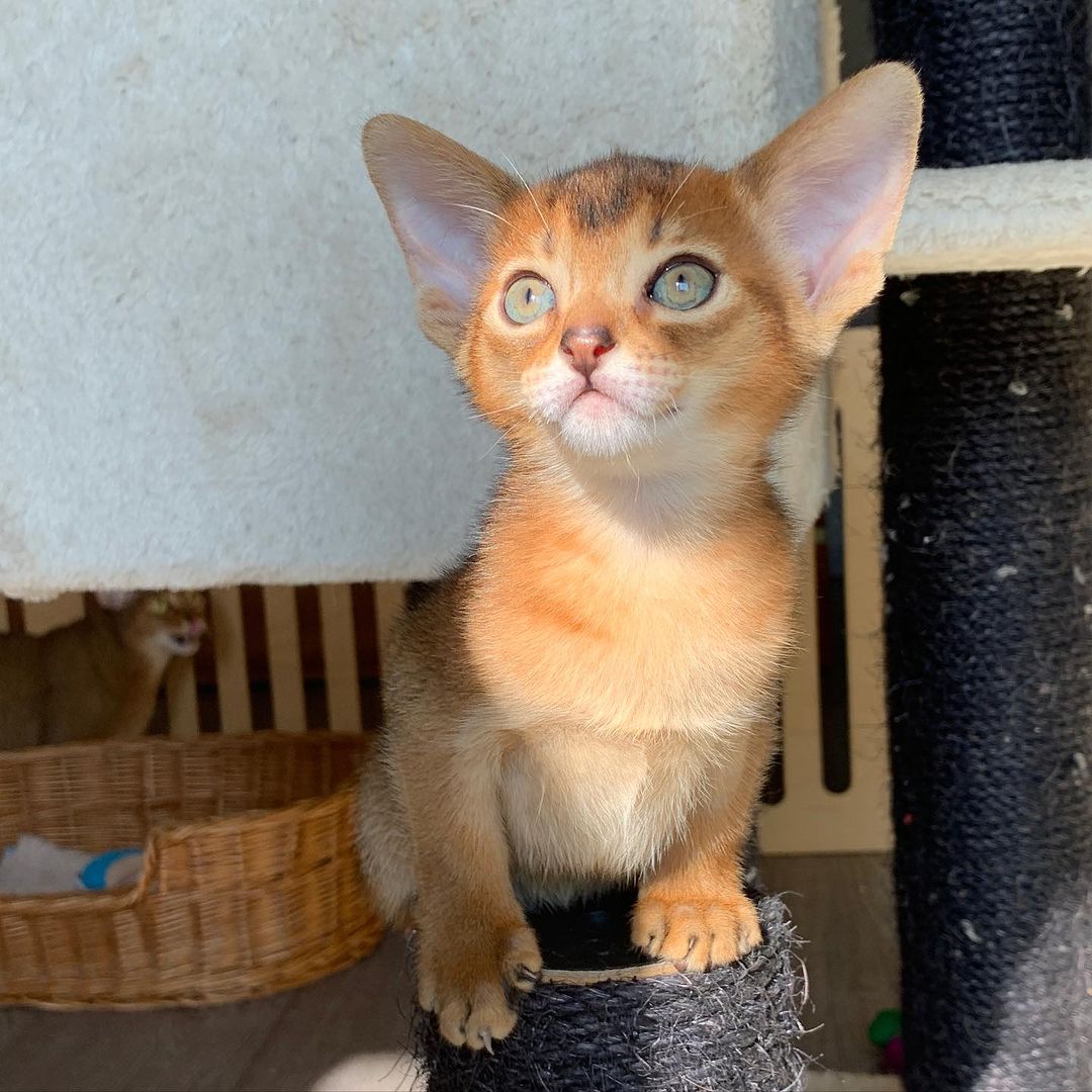 leo_minor_aby_cattery_cfa в LOOKY — фото 3