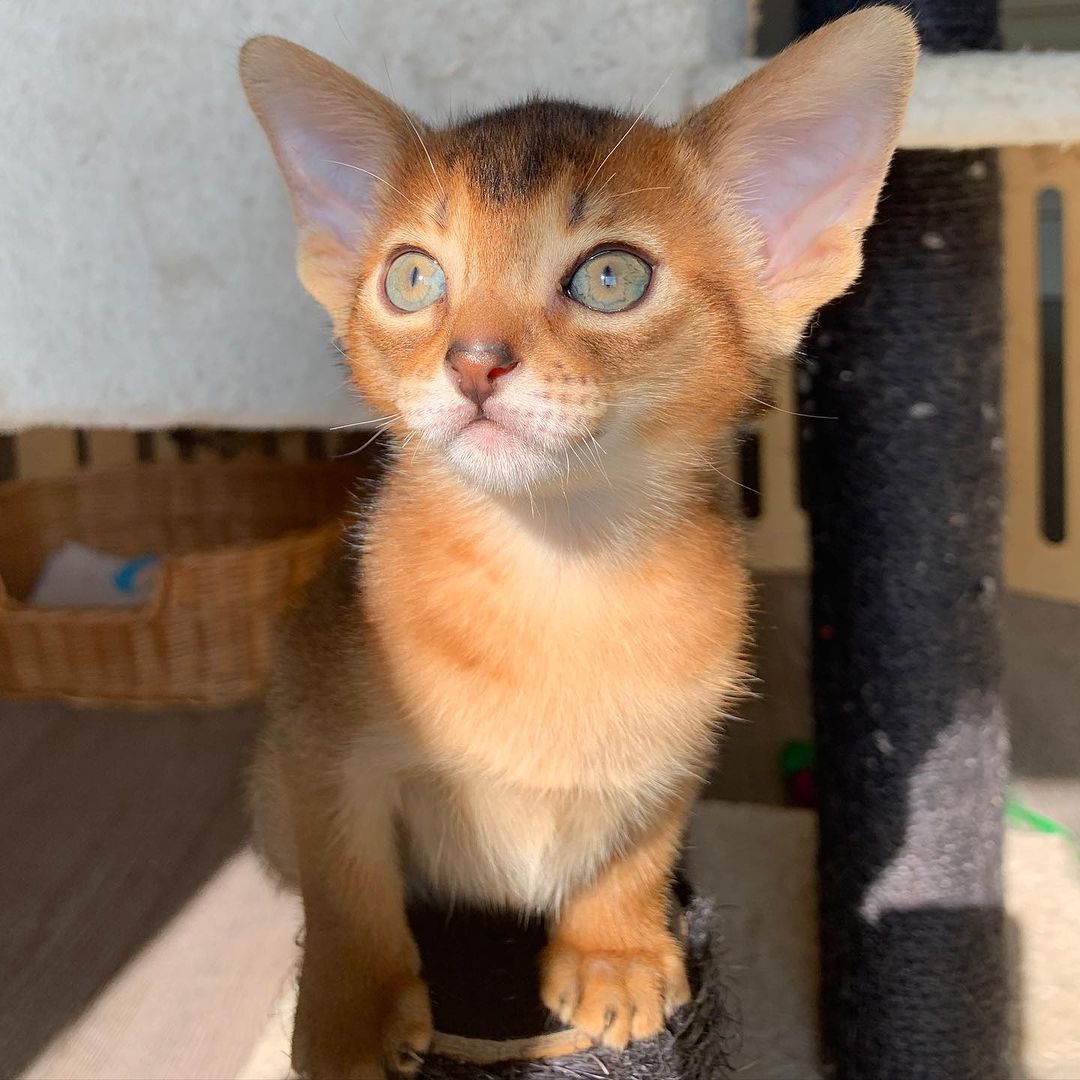 leo_minor_aby_cattery_cfa в LOOKY — фото 2