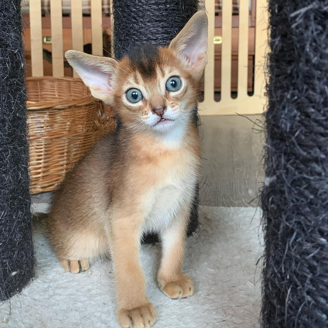 leo_minor_aby_cattery_cfa в LOOKY — фото 2