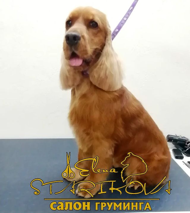 groomer_ufa_ в LOOKY. . Красавец англичанин ...