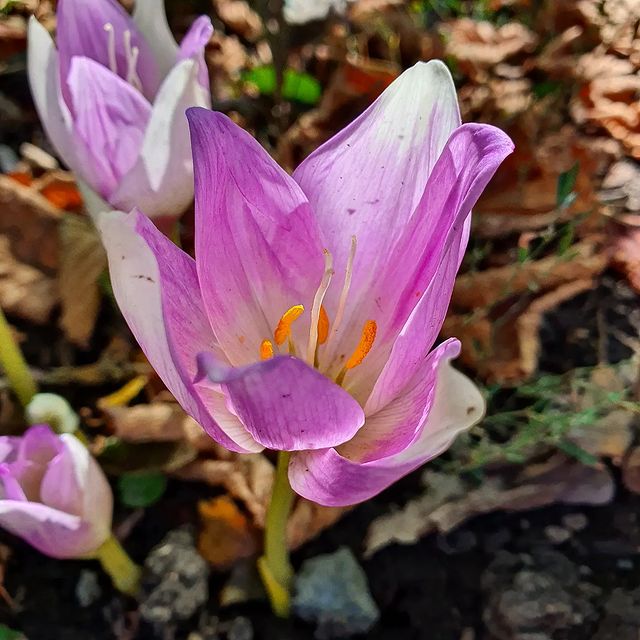 alla_foma2 в LOOKY. #безвременник,#autumn. Безвременник зацвёл....