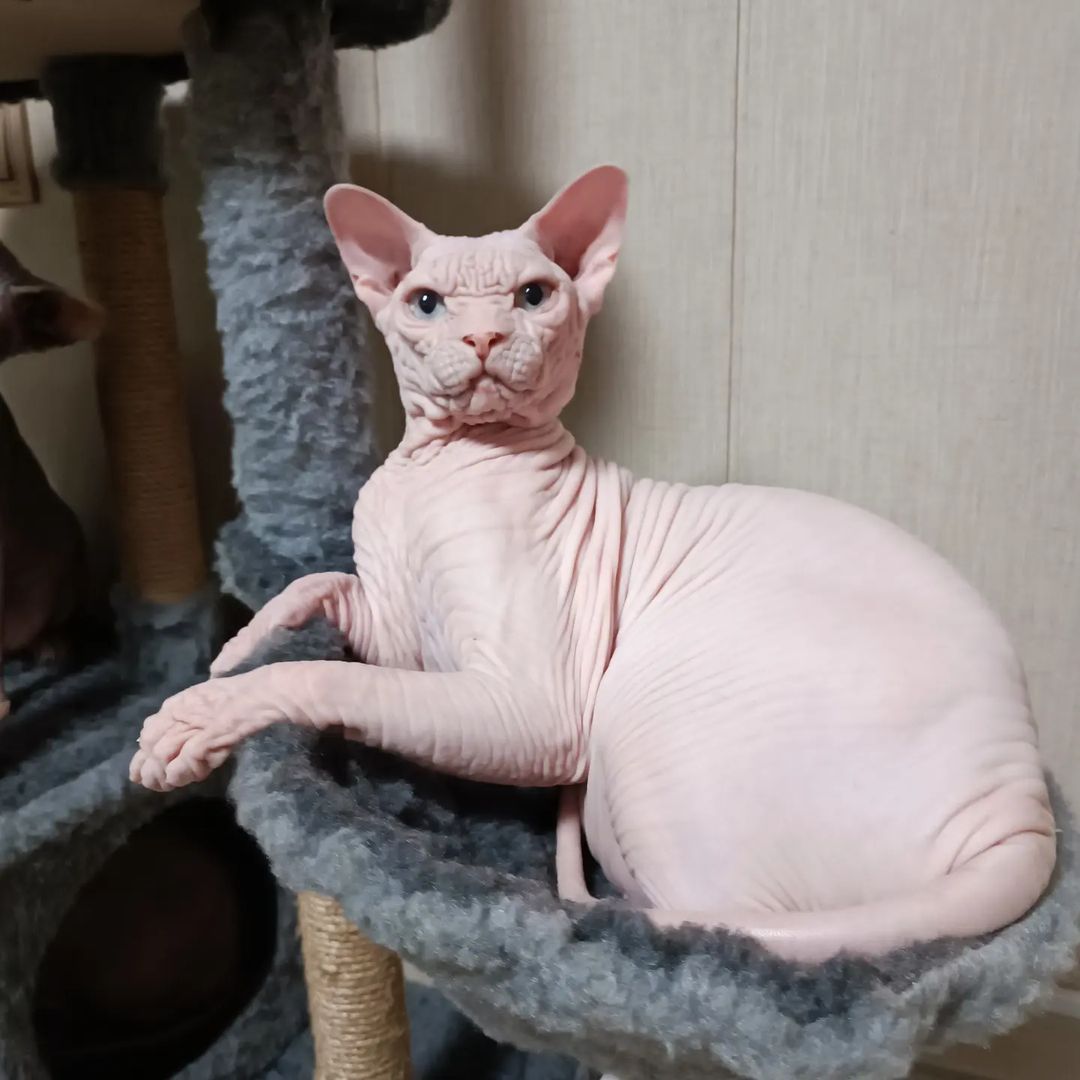 sphynx_shococats в LOOKY — Царь... Просто Царь👑
Ванечка 🫶