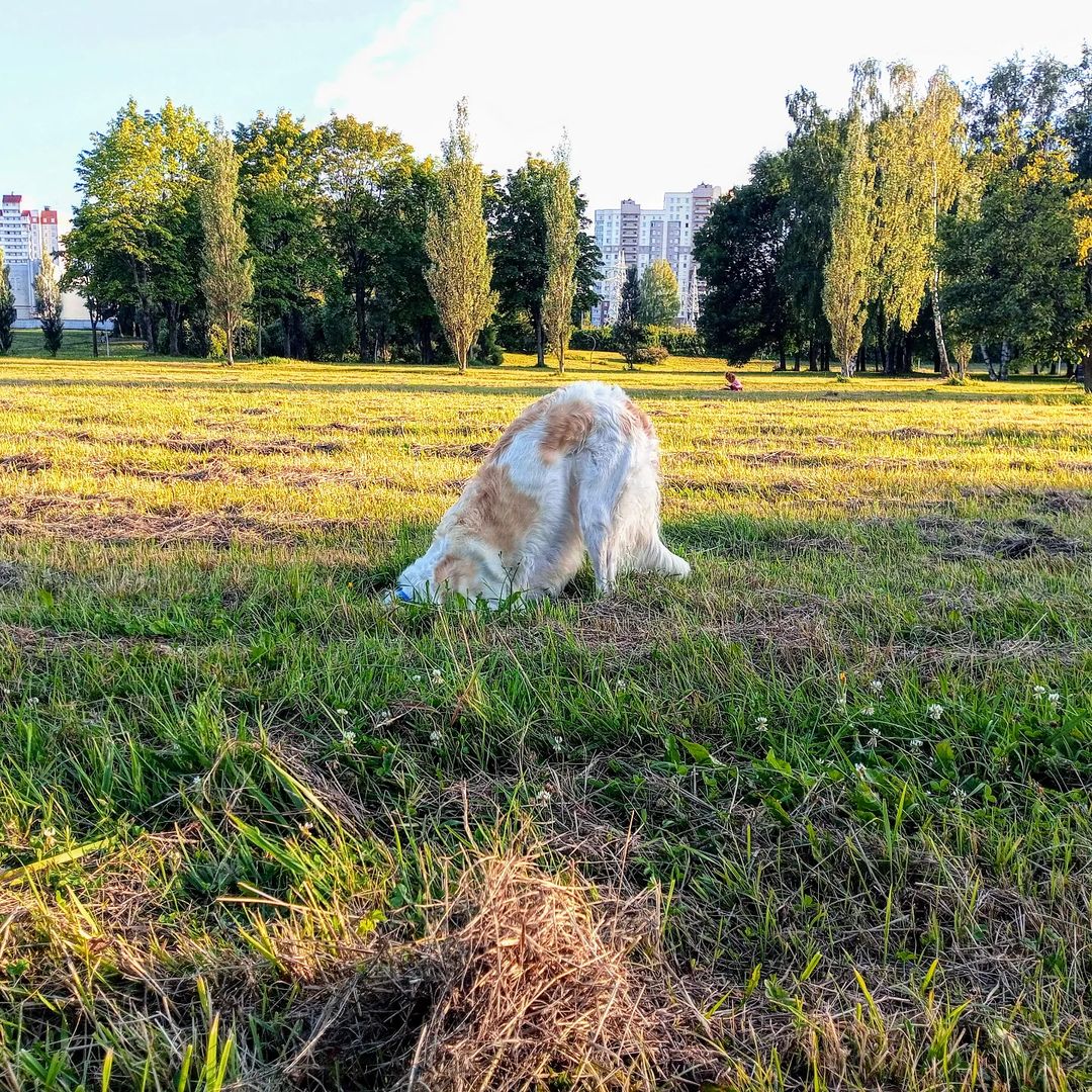 ded.slaffkoo в LOOKY — #собаки #животные #рпб #русскаяпсоваяборзая #saintpetersburg