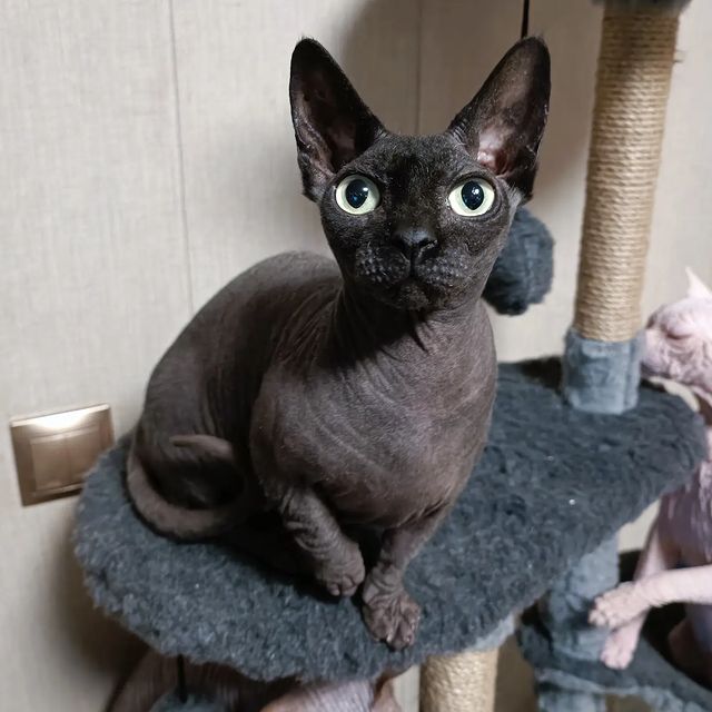 sphynx_shococats в LOOKY. . Решила показать Вам ...