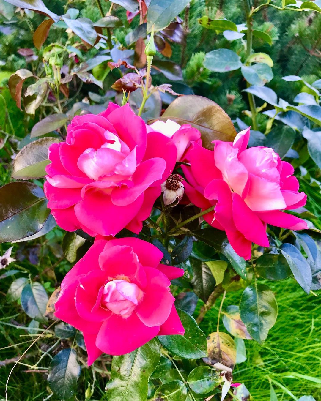 prirodaico в LOOKY — #розы #роза #природа