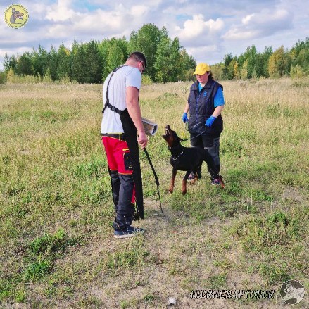 dressirovka_nv in LOOKY. . Немного о защите
Хоч...