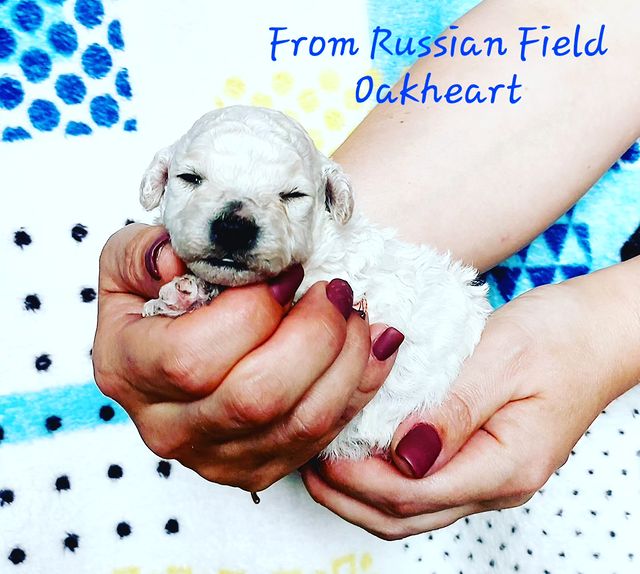 jakmarysaf в LOOKY. . Наши малыши той-пуде...