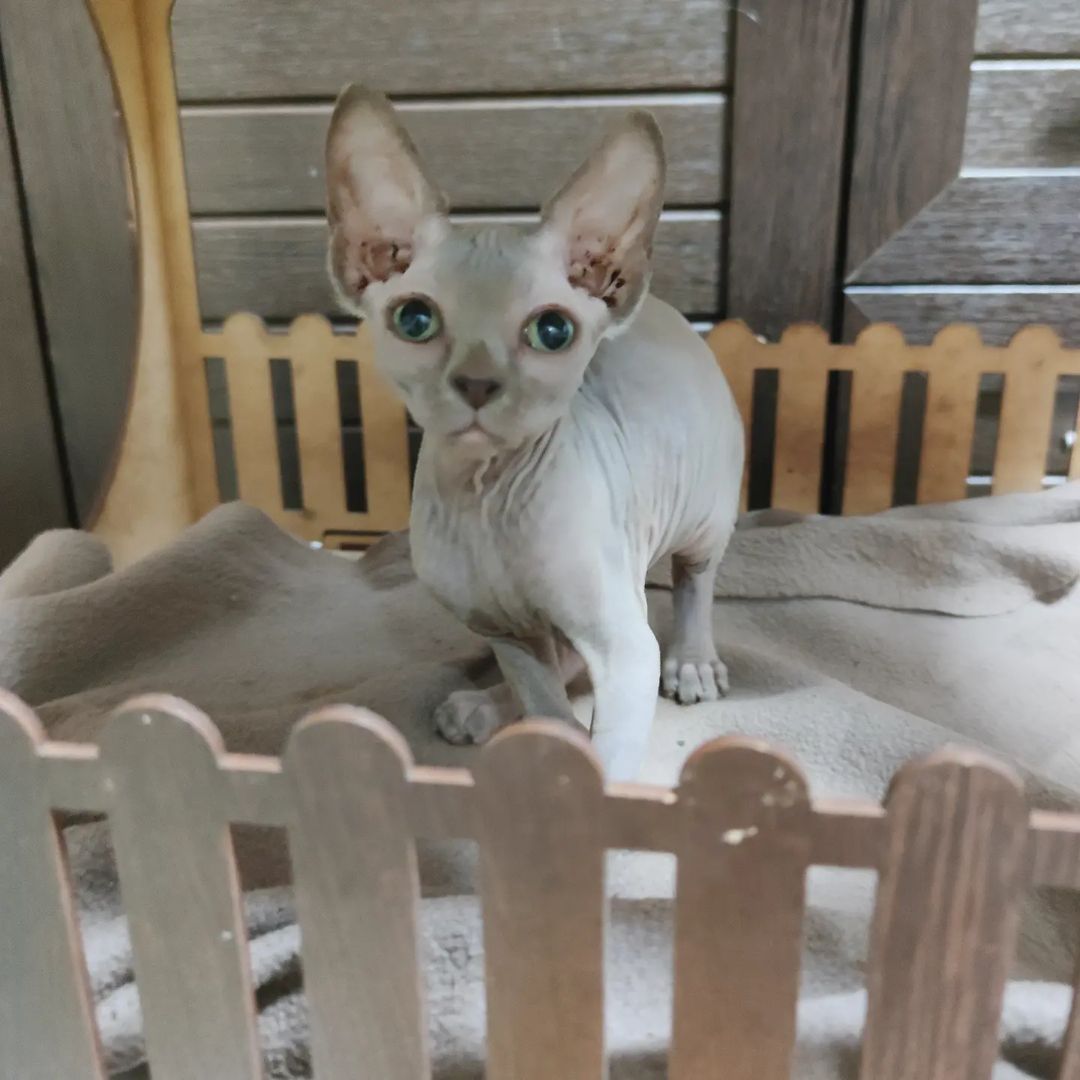 sphynx_shococats в LOOKY — Маленький гномик😘
