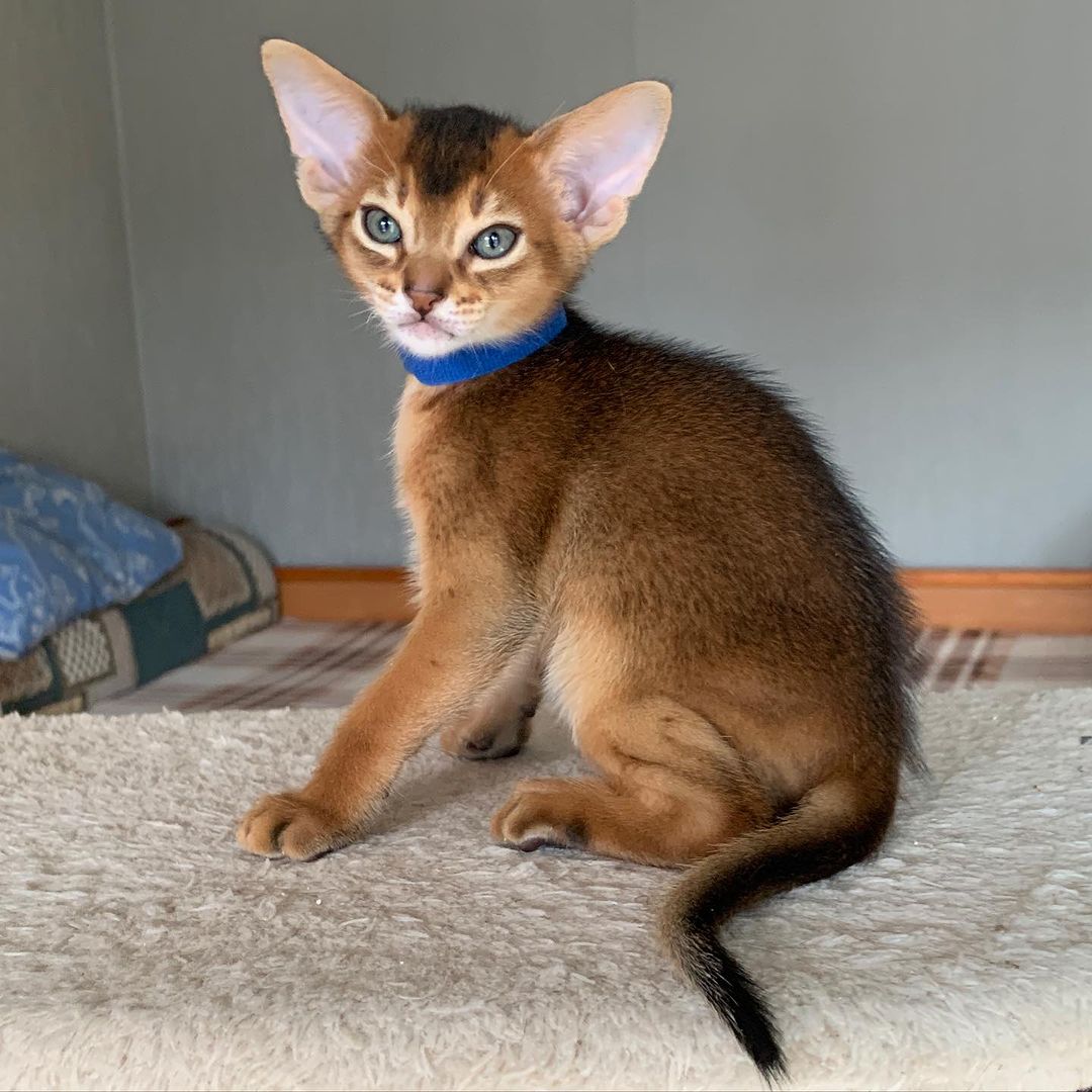 leo_minor_aby_cattery_cfa в LOOKY — фото 2