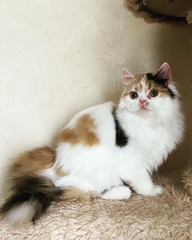 sheerfold_cattery в LOOKY. . Продается кошечка Ха...