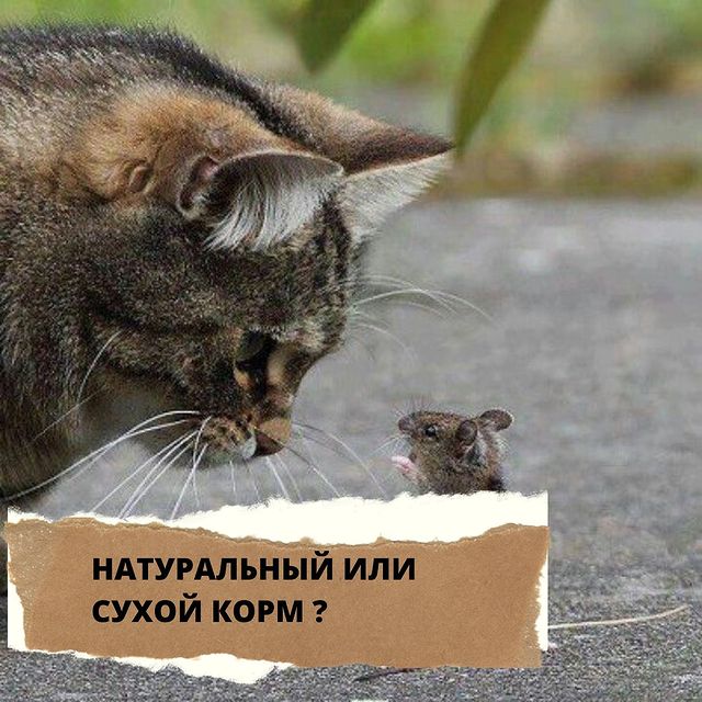 lucky_dog_kapunoff в LOOKY. #luckydog#kapunoff#кошки#лакомствадляживотных#сушеныелакомства. НАТУРАЛЬНЫЙ ИЛИ СУХО...