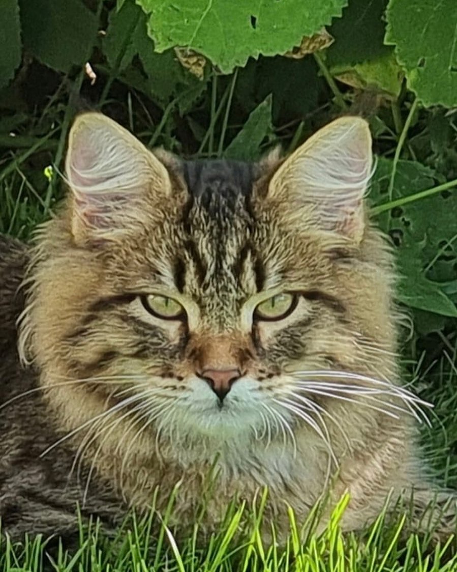 catsibcom в LOOKY — Узнаете?🤗
На фото наш выпускник

Амур Бажовский Сказ ( Amur