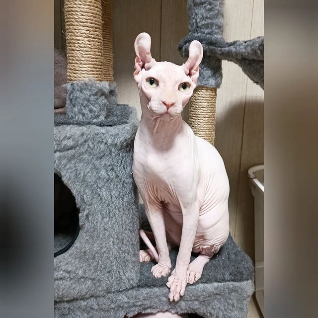sphynx_shococats в LOOKY. . Это Рома💚💚
Молодой...