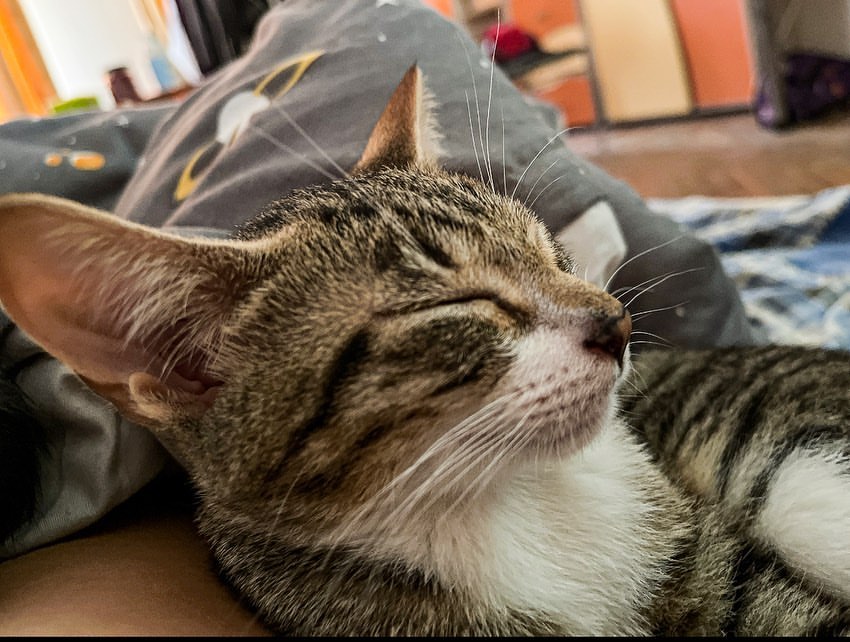 Пополнение в семье♥️
Котики из пинтереств🤪
😼😼🥰🥰