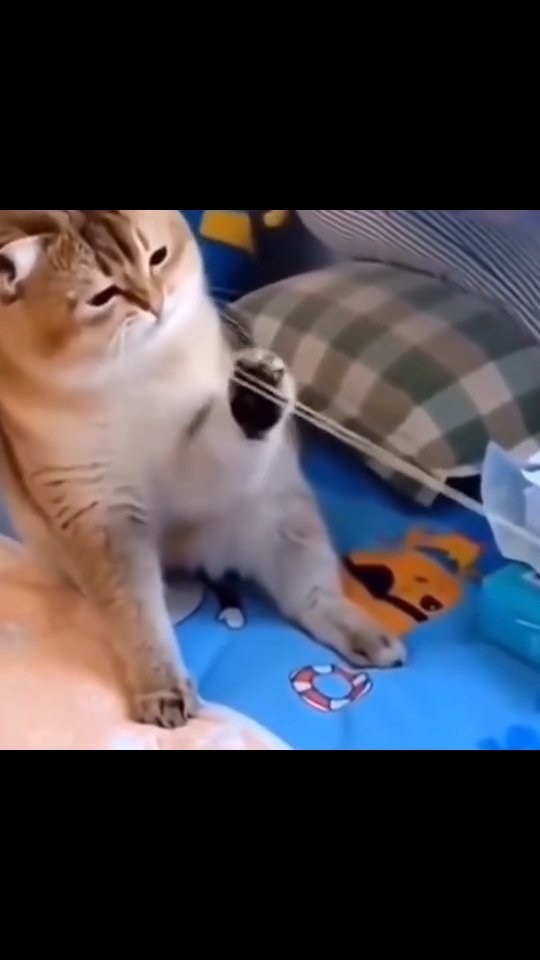 etv.su в LOOKY. #допиликался,#коты. #допиликался #коты