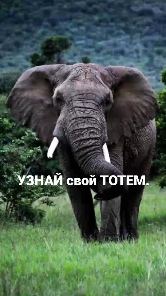 brovkina.rod в LOOKY. . А ТЫ ЗНАЕШЬ СВОЙ ТОТ...