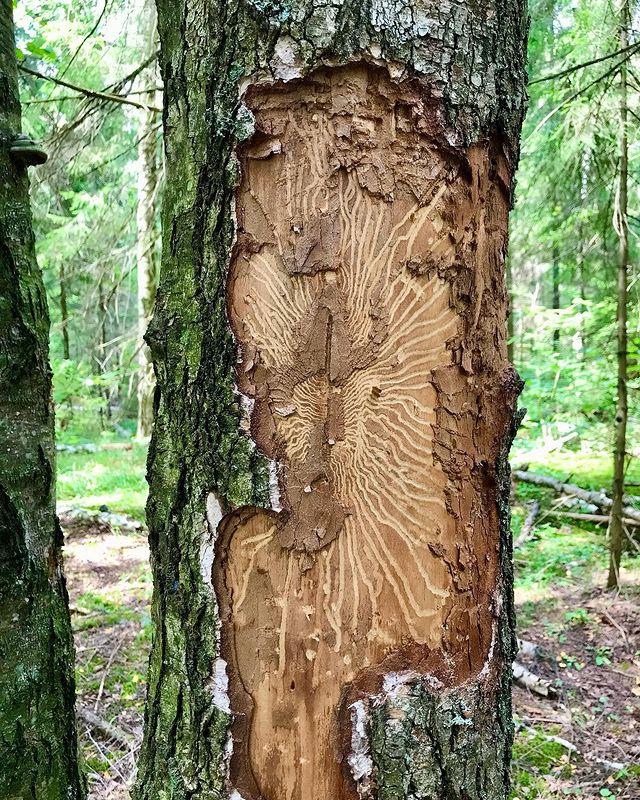 prirodaico в LOOKY. #береза,#короед,#лес,#природа,#натуралист,#юныйнатуралист🍃,#юныйнатуралист. #береза #короед #лес...