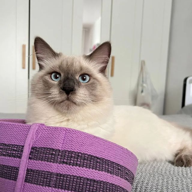 happymarsik в LOOKY. #марселькаимаркуша,#котикилучшелюдей,#котолучикидобра,#марселькаидизель,#вкусныедрузьямарсельки,#котикобормотик,#котикинаркотики,#котозависимость,#любимыйкот,#люблюсвоегокота,#любимыйкотейка,#любимыйкотюня,#золотойфонддрузей,#любимыйкотя,#невскаямаскарадная,#невскиймаскарадныйкотюня,#невскиймаскарадныйкот. Привет,  наши друзья...