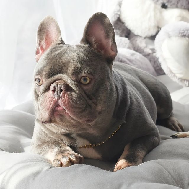 nastasya.lipbulldog в LOOKY. #loveabulli,#frenchuepuppy,#frenchuesofinstagram,#frenchielife,#ilovemyfrenchie,#frenchielove,#frenchbulldogsofinstagram,#instafrenchie,#bulldogfrances,#frenchieoftheday,#theworldofbullies,#dailyfrenchie,#frenchiepups,#frenchies1,#frenchie,#frenchiephotos,#frenchbulldogsrock,#frenchbully,#thefrenchiepost,#fab_frenchie,#ig_bullys. Честер открыт для вя...