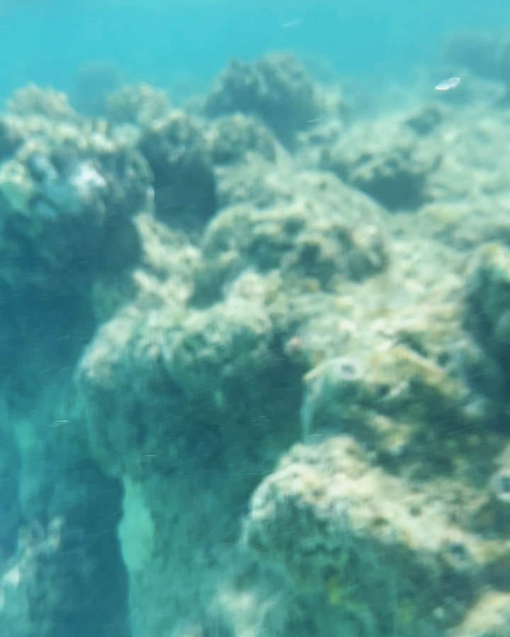 temabarin в LOOKY. #soma#somabay#сома#сомабей#сомабэй#красноеморе#redsea#snorkeling#снорклинг#кораллы#coral#corals#egypt#египет#хургада#hurgada. Докапалась до меня р...