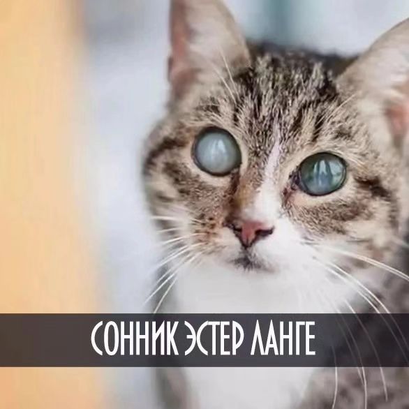 ester_vedma в LOOKY. . Толкую ваши сны. Хот...