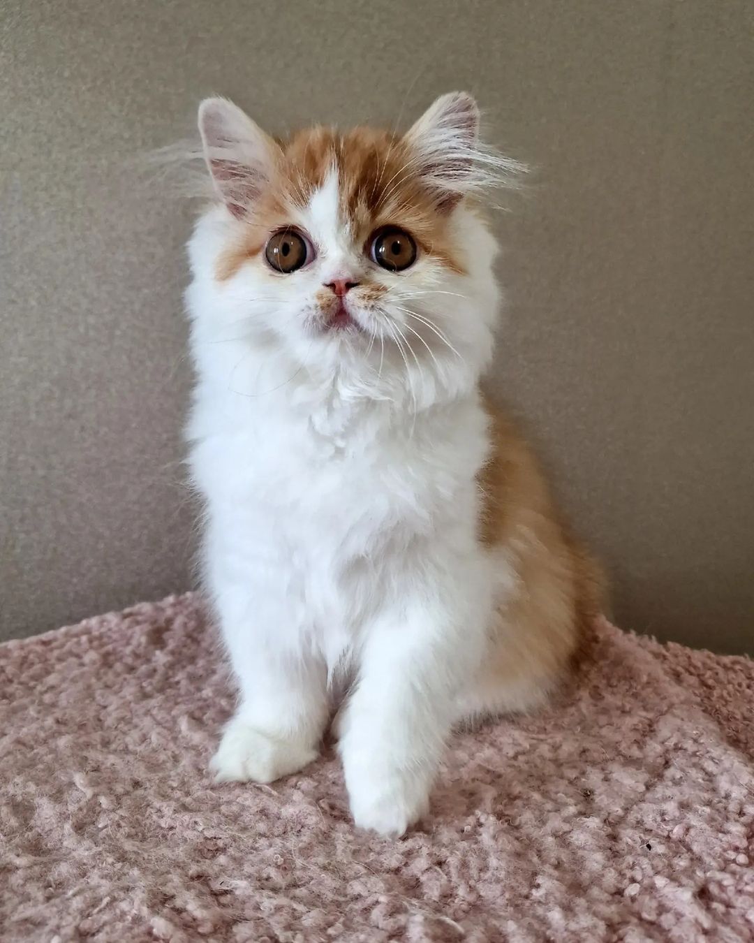 kittens_scottishfold_longhair в LOOKY — фото 2