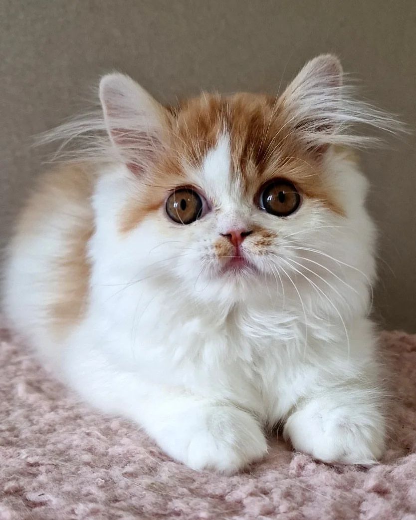 kittens_scottishfold_longhair в LOOKY — фото 3