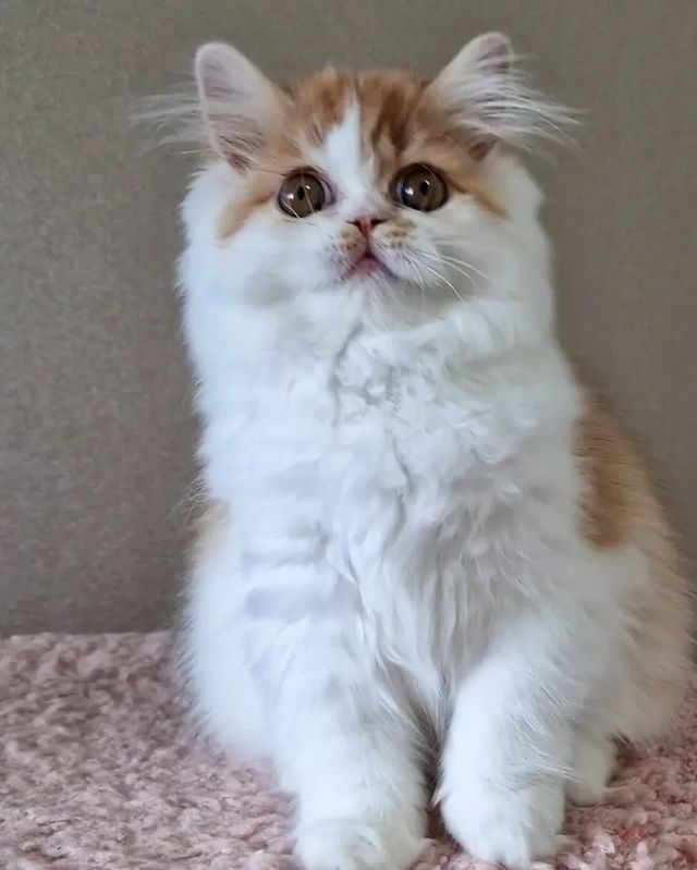 Вислоухие шотландские котята в LOOKY. #cat,#catstagram,#fold,#highlandfold,#cats_of_instagram,#kitten,#scottishfoldlonghair,#catsgram,#instacats,#catlover,#cotofinstagram,#instacats,#cotofinstagram,#petstagram,#kittensofinstagram,#animal,#,#scottishfoldcat,#kitty,#amazingcat,#kittycat,#kittens,#yourdailycat,#cutecat,#animals,#catsfollower,#scottishfoldkitten,#ねこ部,#猫,#. ♥️female , 2,5 month...