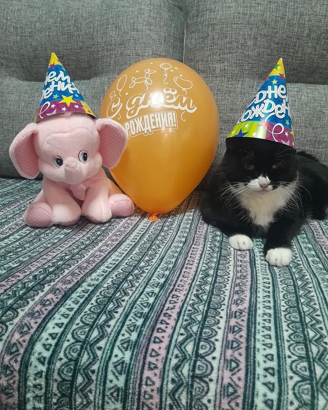 elena270elena в LOOKY. #cat_balloon_party. Надеюсь не опоздал?!...