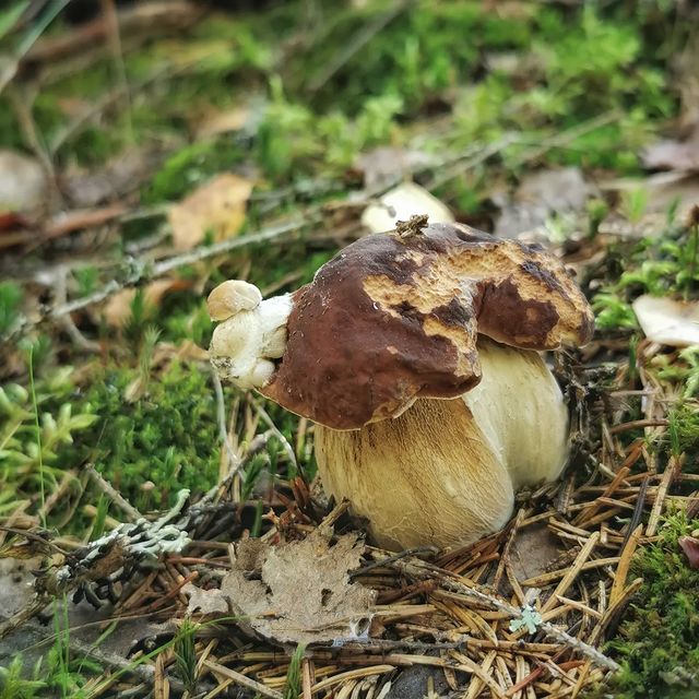 chugaystr в LOOKY. . Несмотря  на отсутст...
