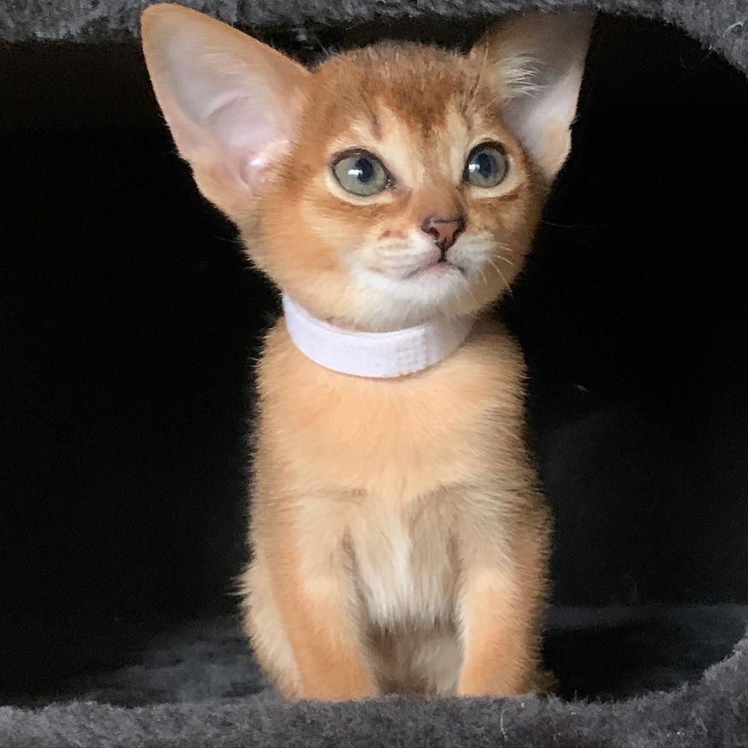 leo_minor_aby_cattery_cfa в LOOKY — фото 2