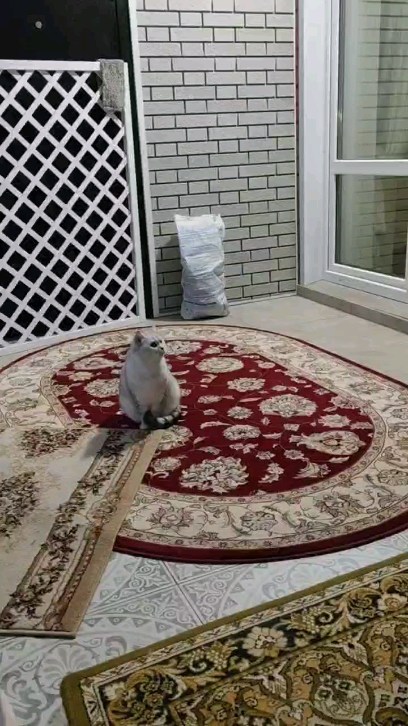 pavlovsky_maxim в LOOKY. #Тимоша72,#котики,#котик,#котэ,#котята,#котенок,#коты,#котейка,#котя,#котяра,#котятки,#котёнок,#Тюмень,#Тюмень72,#британец,#bro,#cat,#animal,#pet. Наш маленький снежны...