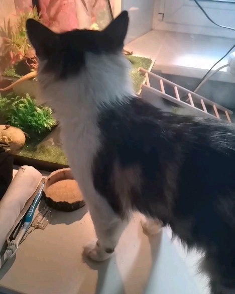 kosichka_fip в LOOKY. #котвдоме,#кошкимосква,#домашнийлюбимец,#спасижизнь,#делайдобро,#жизньвтвоихруках,#домашниеживотные,#помощьживотным,#москва,#помогитеспасти,#добро,#милосердие,#подарижизнь,#протянирукупомощи,#творидобро,#всеммиром,#финансоваяпомощьживотным. Малыш Арчик- милый, ...