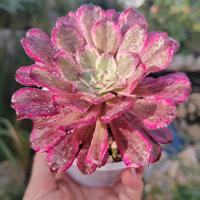 pautinka_club в LOOKY. #aeonium,#succulove,#succulent. #aeonium #succulove ...