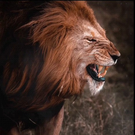 mcmangawang в LOOKY. #RoarWithPride,#DONTQUIT,#quotes. IT'S NOT THE LION'S ...