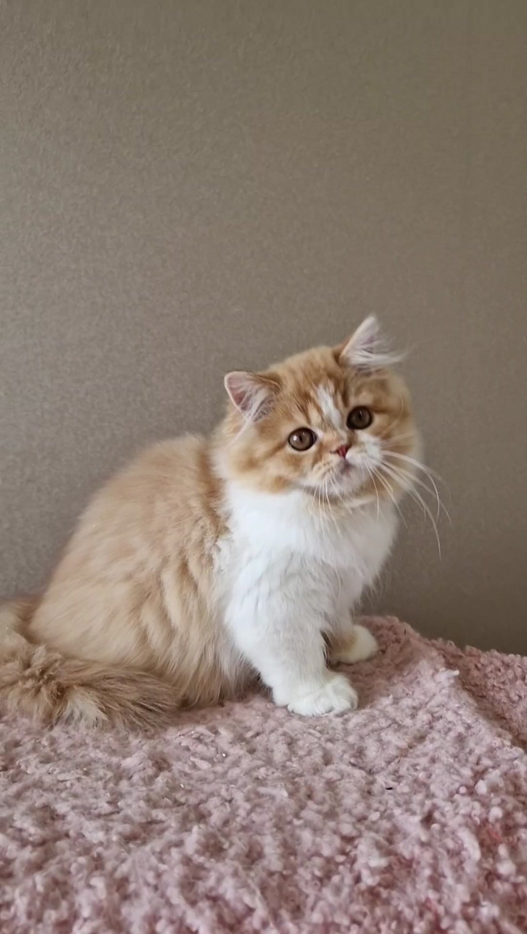 Вислоухие шотландские котята в LOOKY. . female
scottish stra...