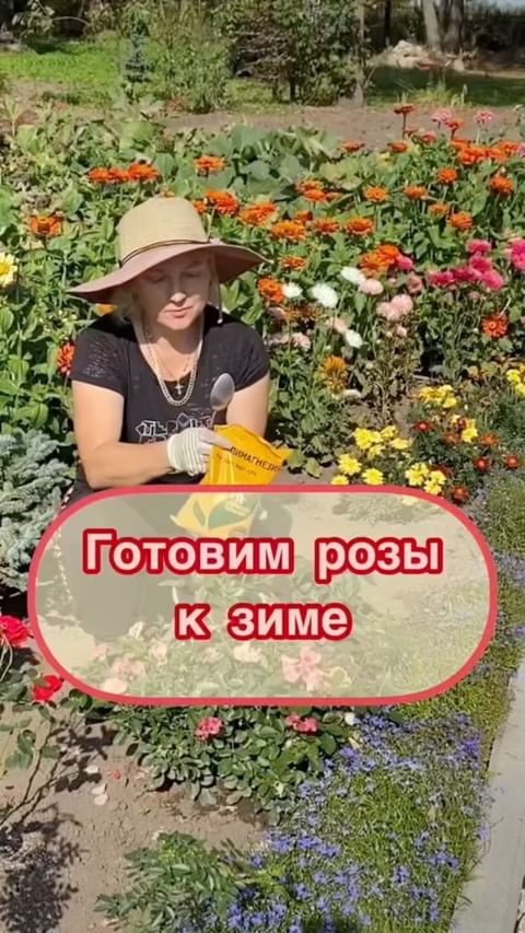 my_garden_every_day в LOOKY. #сад,#садогород,#садогороддача,#розы,#розыкзиме,#уходзарозами,#уходзарозамиосенью,#подкормкарастений,#подкормкароз,#огород,#мойсад,#моирозы,#розыосенью,#осень,#цветывсаду,#цветынадаче,#цветоводство,#цветовод,#цветоводы#огородники,#загороднаяжизнь. 🌹Розы🌹 к зимовке н...