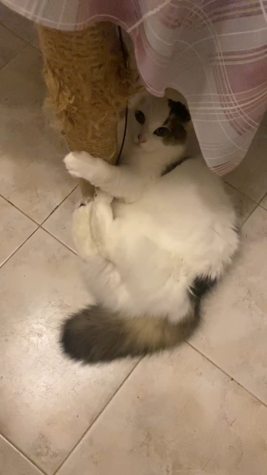 maria_musya.i.marusya.cats в LOOKY. #царапцарап,#мусяша,#котеечка,#кисуля,#кисулямоя,#милота,#instacat,#videocat,#котикитакиекотики,#безкотаижизньнета. Озорные Мусяшные пят...