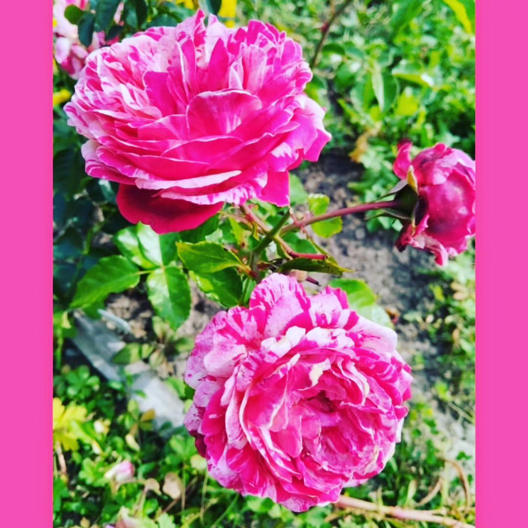 vazhenkovaelena в LOOKY. . 🍁 Осеннее цветением...