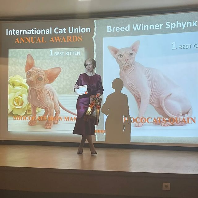 sphynx_shococats в LOOKY. . Наши мальчики:
Shoco...