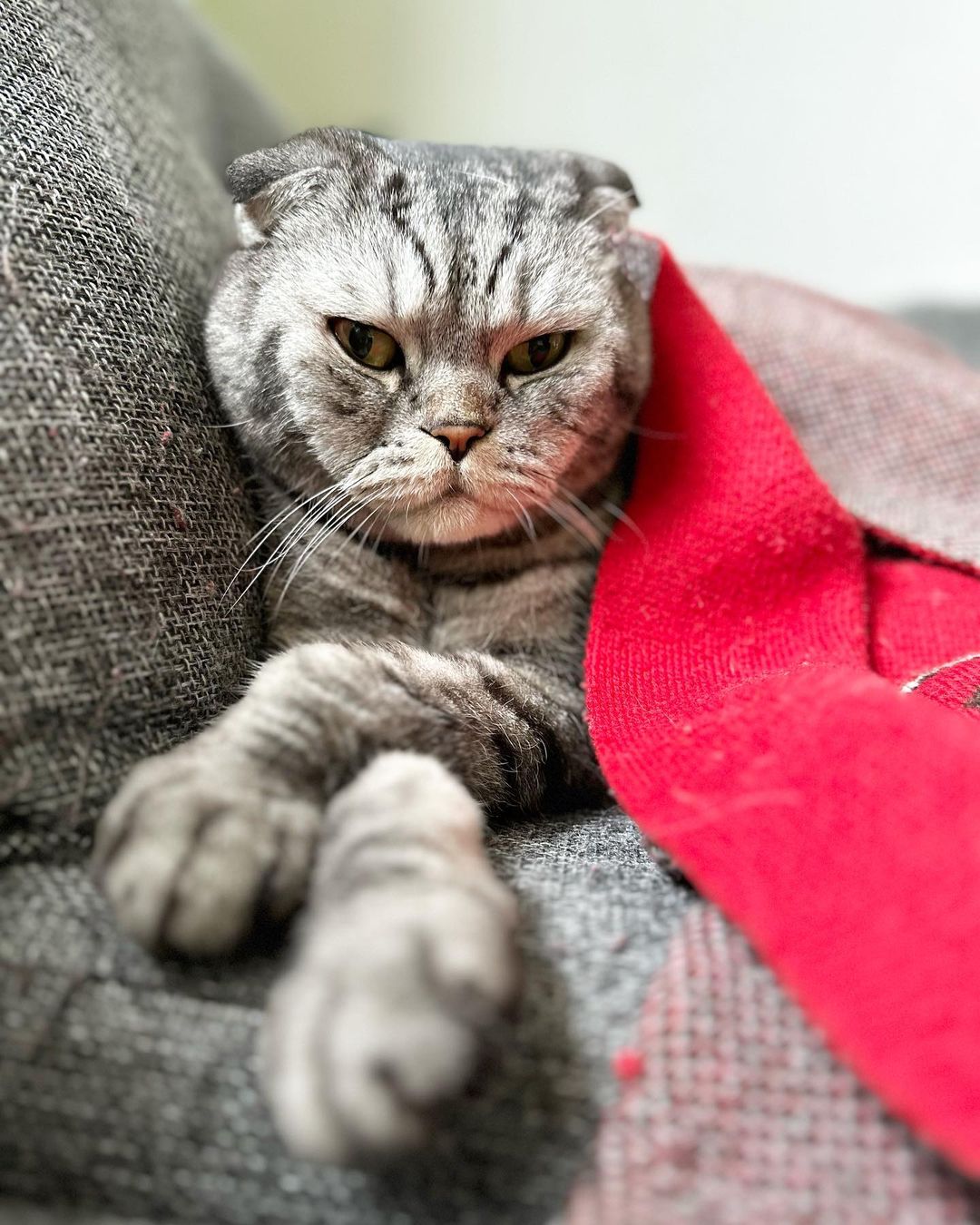 famousniki in LOOKY. #когдатыкот,#якот,#cat,#cats,#famousniki,#котблогер,#инстакот. Кто в доме хозяин? В...