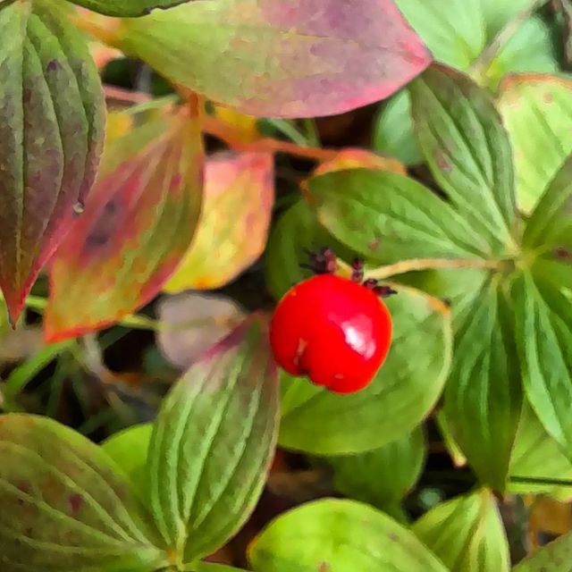igy_mur в LOOKY. . Осень...