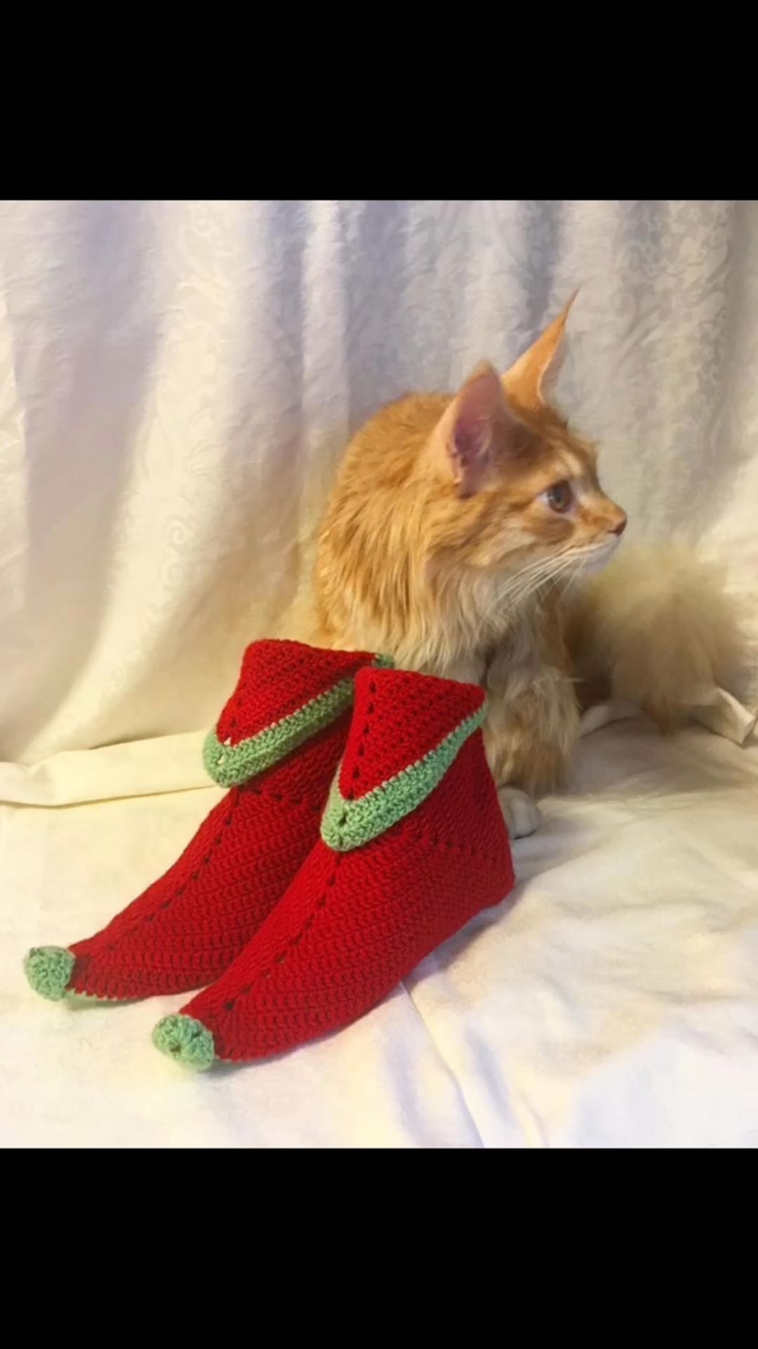 guess.mainecoon в LOOKY. . null