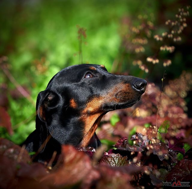 teckel_haul в LOOKY. #такса,#таксаминиатюрная,#таксагладкошерстная,#dachshund,#dachshundpuppies,#dackel,#teckel,#таксаркф,#таксавязка,#вязкатакса,#собака,#щенки,#puppies,#lovemydog,#lovelydachshund,#dachshunds,#dachshundslife,#teckellove,#teckelpuppy,#teckelmini,#zwergdackel,#dackelliebe,#таксалучшаясобака,#dachshundthebest,,#teckelthebes,#щенкитаксы,#doxie,#doxiespuppy,#wienerdog,#pridenatrielphoto. Идеальны черты
Идеал...