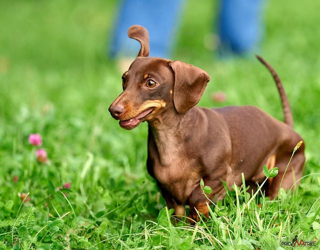 teckel_haul в LOOKY. #такса,#таксаминиатюрная,#таксагладкошерстная,#dachshund,#dachshundpuppies,#dackel,#teckel,#таксаркф,#таксавязка,#вязкатакса,#собака,#щенки,#puppies,#lovemydog,#lovelydachshund,#dachshunds,#dachshundslife,#teckellove,#teckelpuppy,#teckelmini,#zwergdackel,#dackelliebe,#таксалучшаясобака,#dachshundthebest,,#teckelthebes,#щенкитаксы,#doxie,#doxiespuppy,#wienerdog,#sausagedogs. И охотница, и защитн...