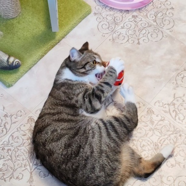 hotel_kotfelix в LOOKY — фото 5