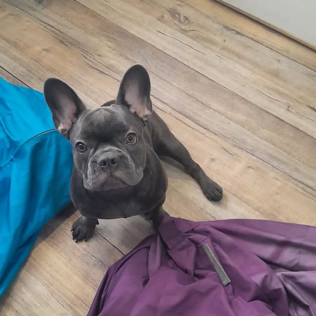 luna.french_family в LOOKY. #французик,#французкийбульдог,#голубойфранцузскийбульдог,#бульдожка,#бульдог,#моясобака. Даяна - повелительни...