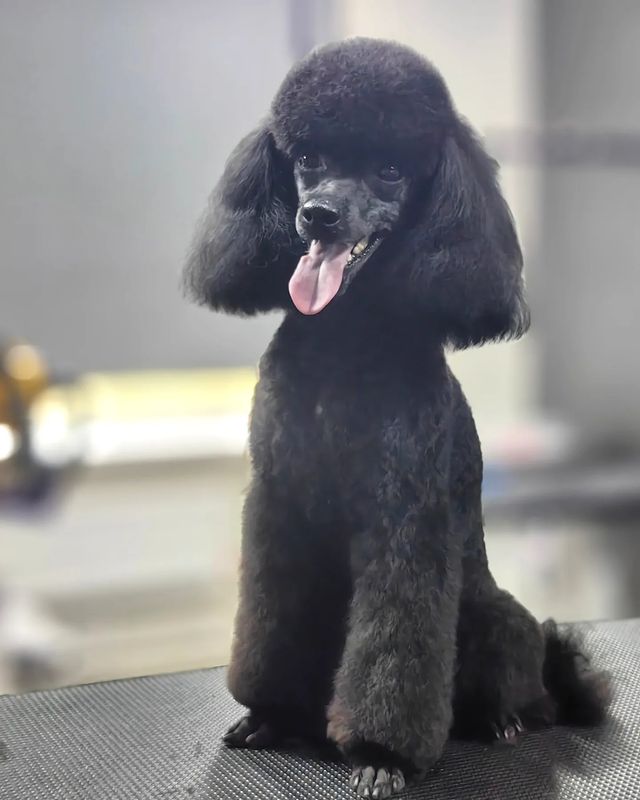 ourgroomingsalon в LOOKY. #poodle,#gromingspb,#petstylist,#petgrooming,#петгруминг,#пудель,#стрижкасобак,#грумингпуделя,#грумингспб. #poodle #gromingspb ...